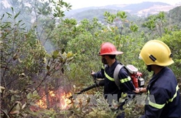 Dập tắt đám cháy rừng tại thành phố Hạ Long 